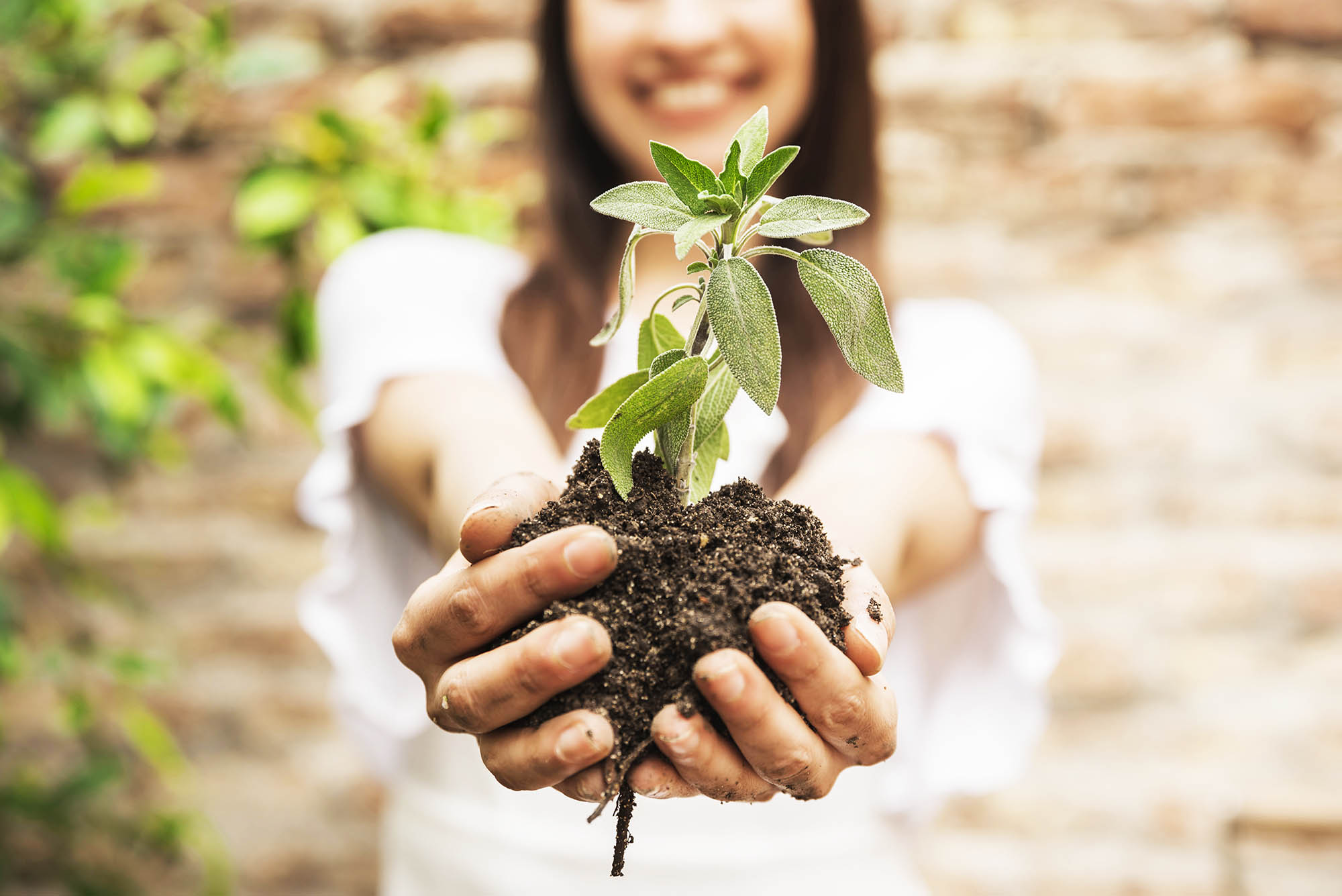 holding plant